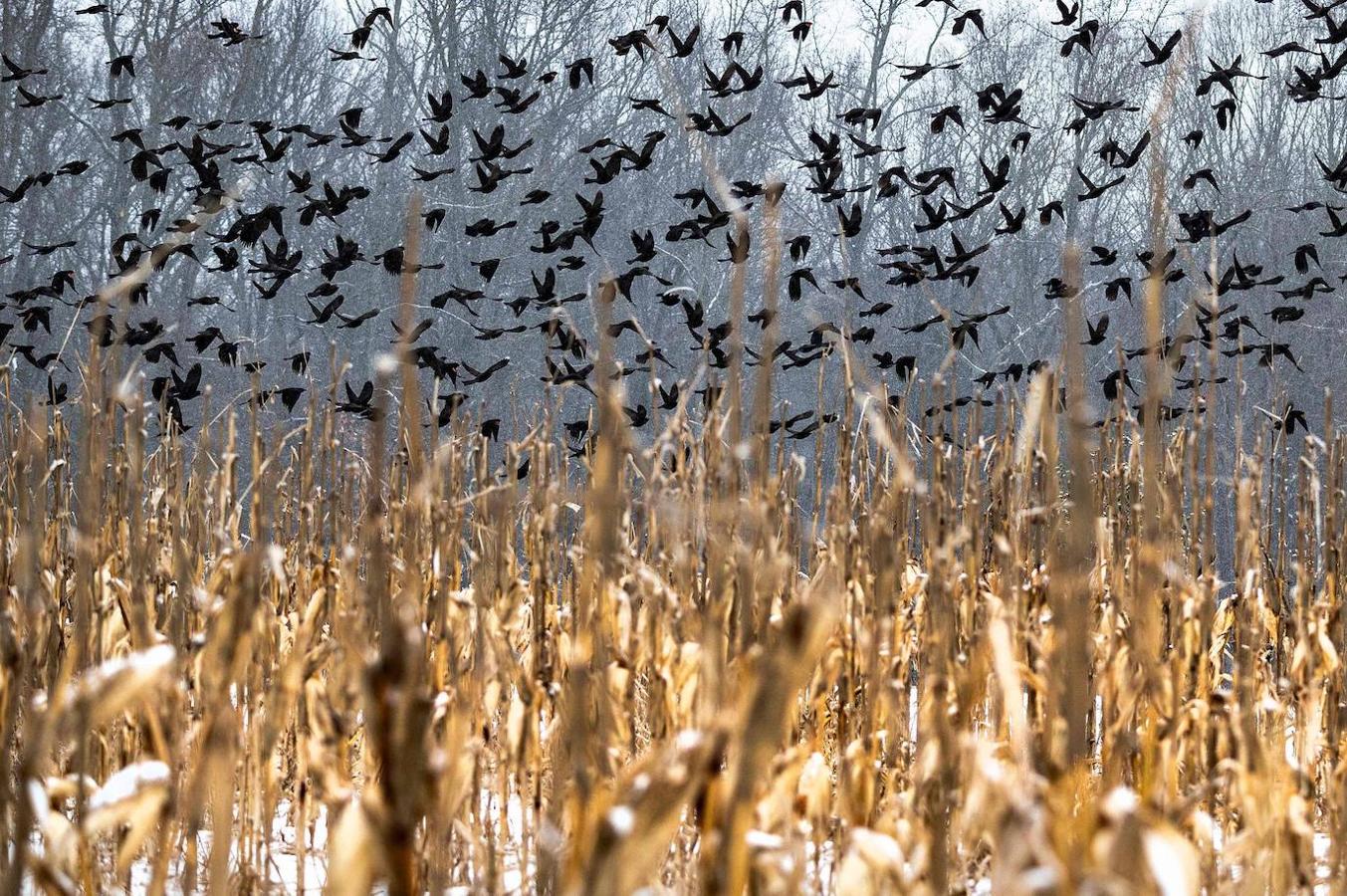 Los mirlos de alas rojas vuelan desde un campo de maíz cubierto de nieve en Goldsboro, Maryland. Estados Unidos sufre una ola de frío intenso y sin precedentes en gran parte del sur y centro del país. 