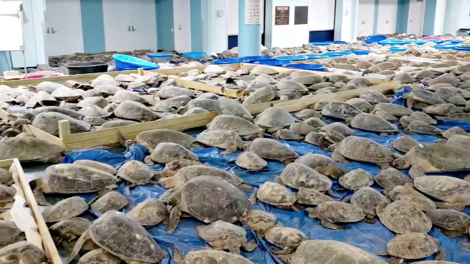 Cientos de tortugas marinas han tenido que ser rescatadas de las gélidas aguas del Canal de Navegación de Brownsville y las bahías circundantes. 