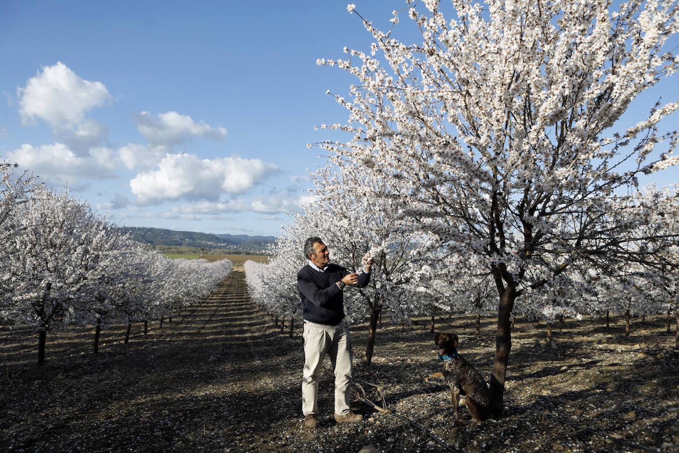 En imágenes, la magia de los almendros en flor de Córdoba