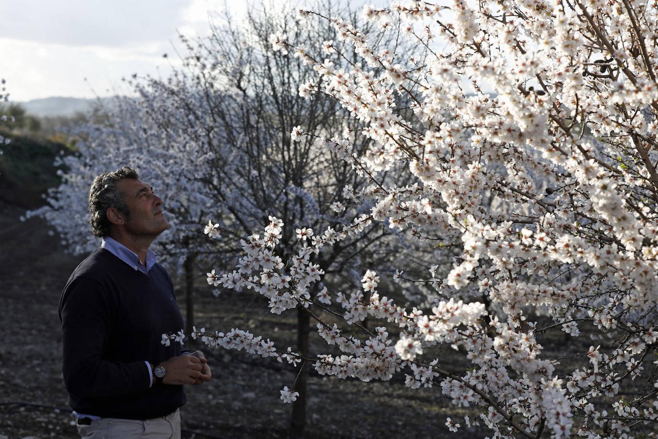 En imágenes, la magia de los almendros en flor de Córdoba