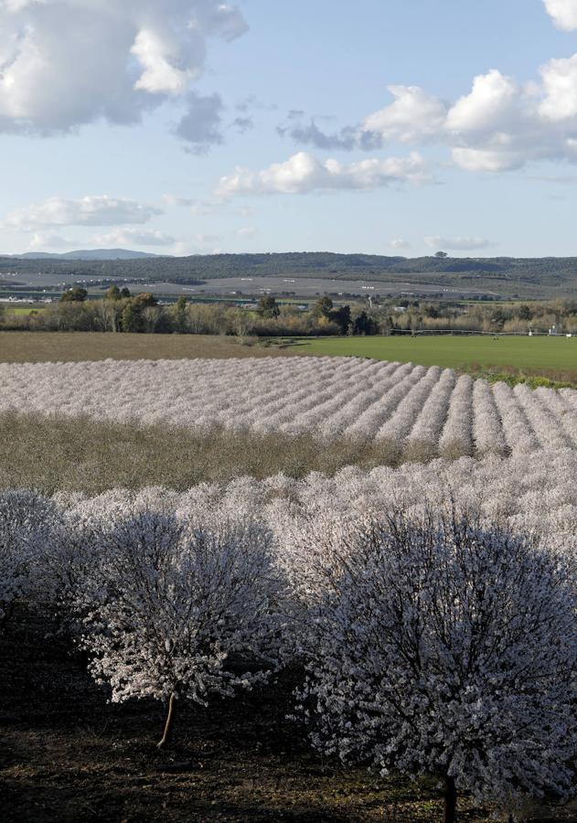 En imágenes, la magia de los almendros en flor de Córdoba