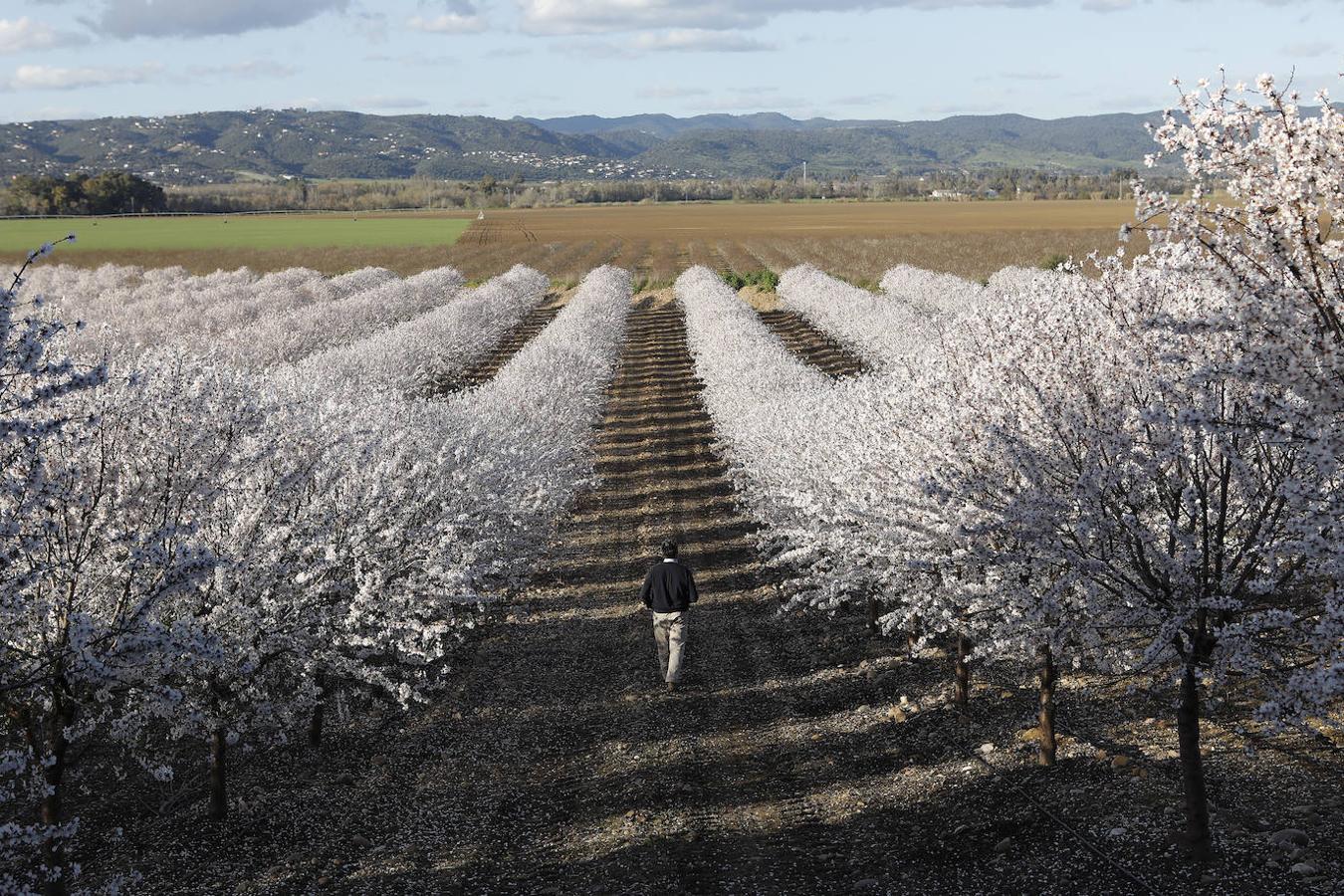 En imágenes, la magia de los almendros en flor de Córdoba