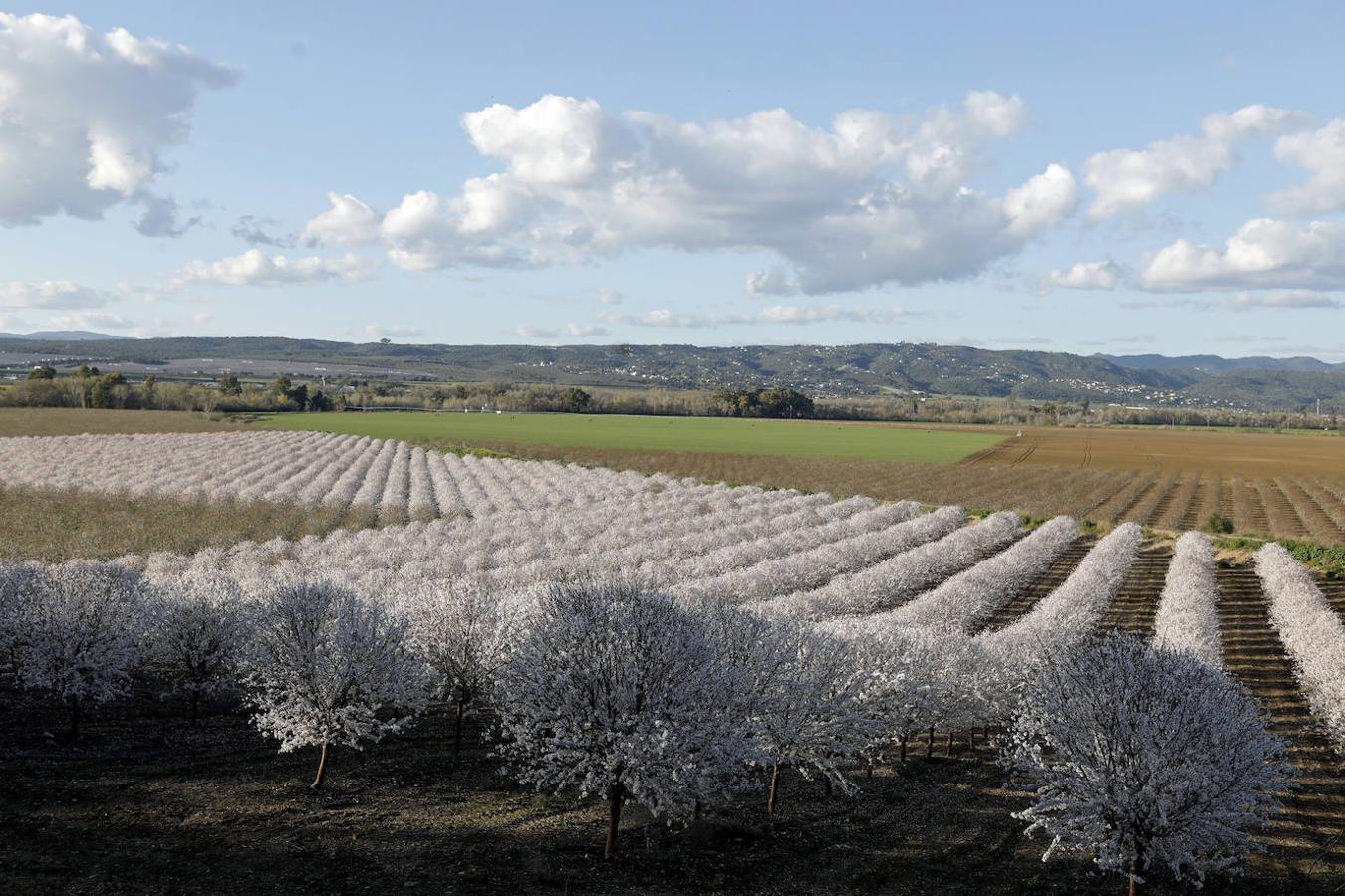 En imágenes, la magia de los almendros en flor de Córdoba