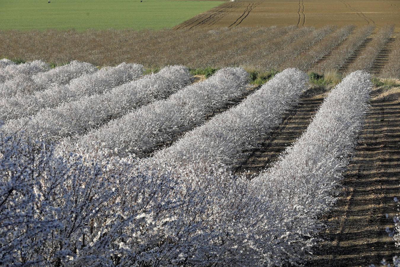 En imágenes, la magia de los almendros en flor de Córdoba