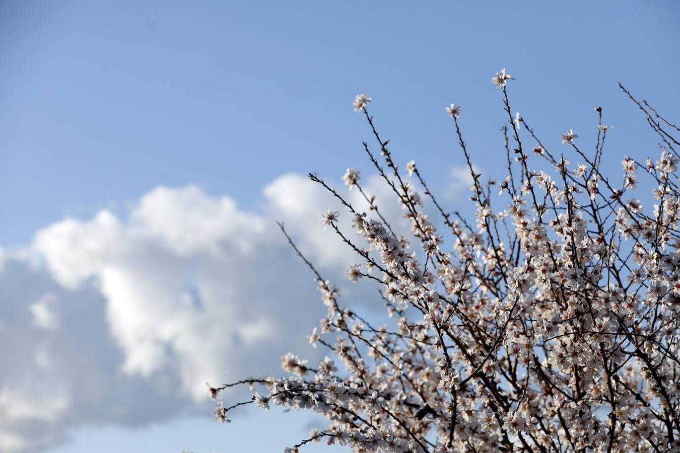 En imágenes, la magia de los almendros en flor de Córdoba