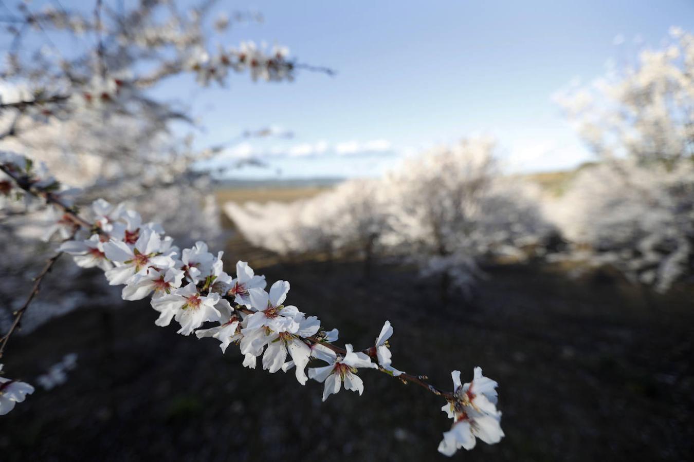 En imágenes, la magia de los almendros en flor de Córdoba