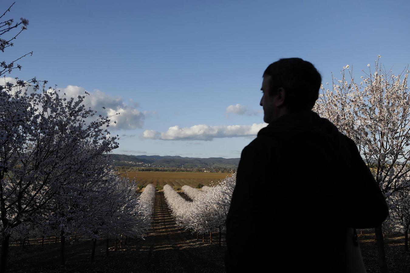 En imágenes, la magia de los almendros en flor de Córdoba