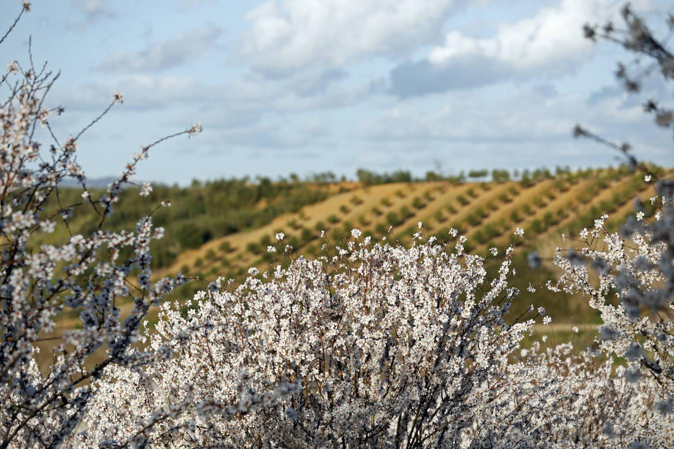 En imágenes, la magia de los almendros en flor de Córdoba