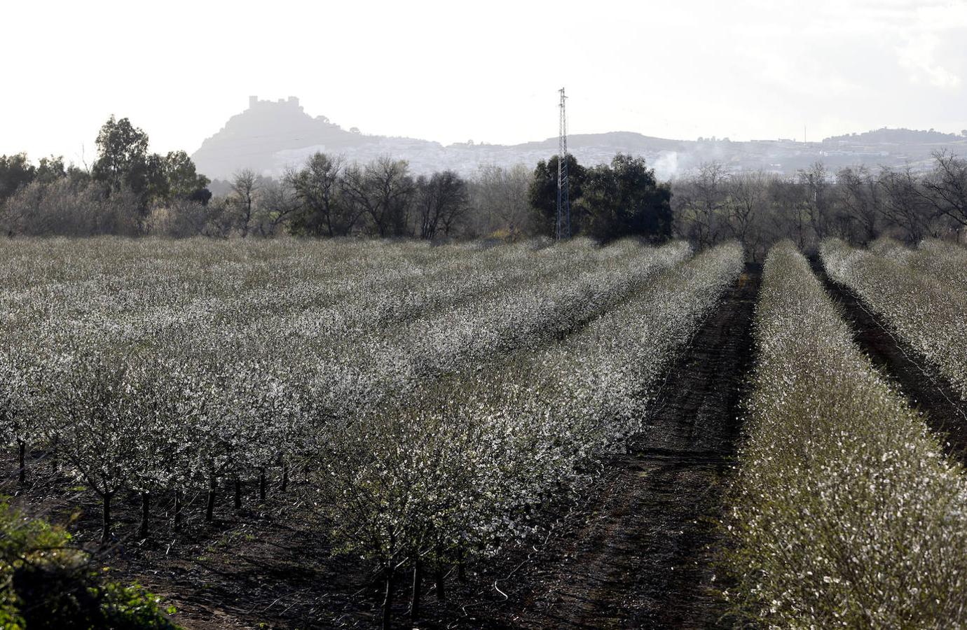 En imágenes, la magia de los almendros en flor de Córdoba