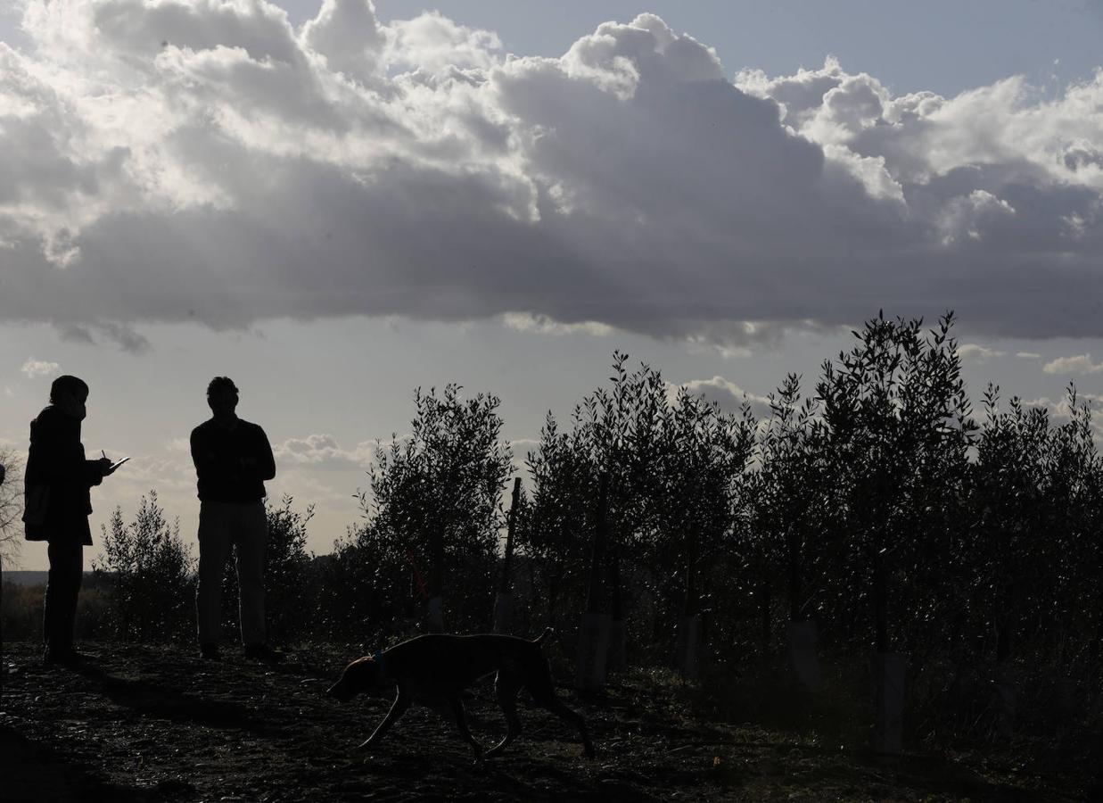 En imágenes, la magia de los almendros en flor de Córdoba