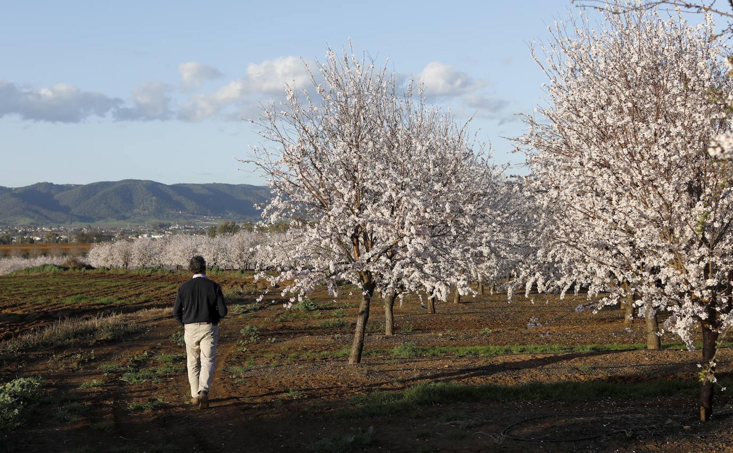 En imágenes, la magia de los almendros en flor de Córdoba