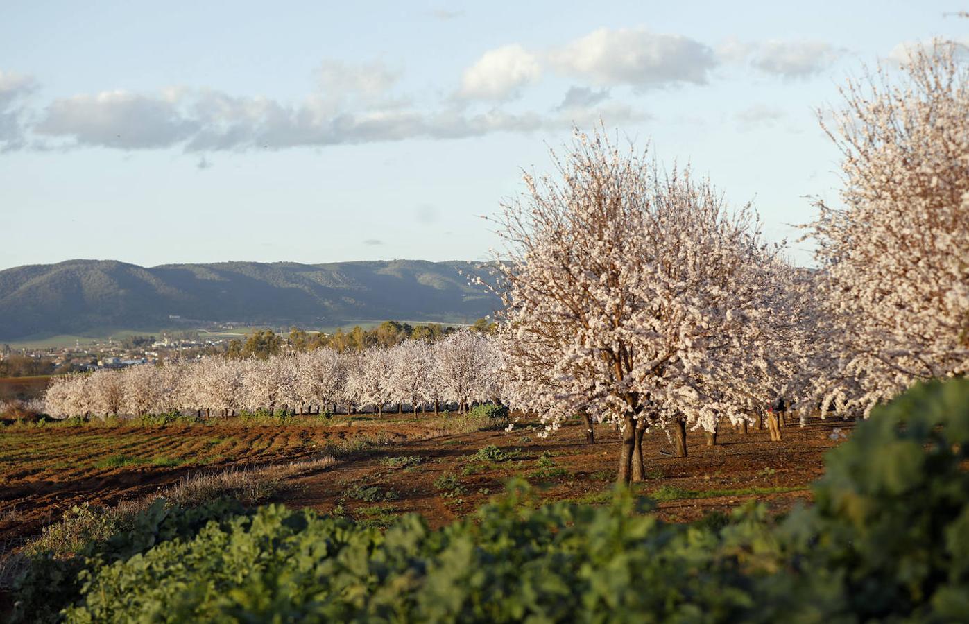 En imágenes, la magia de los almendros en flor de Córdoba