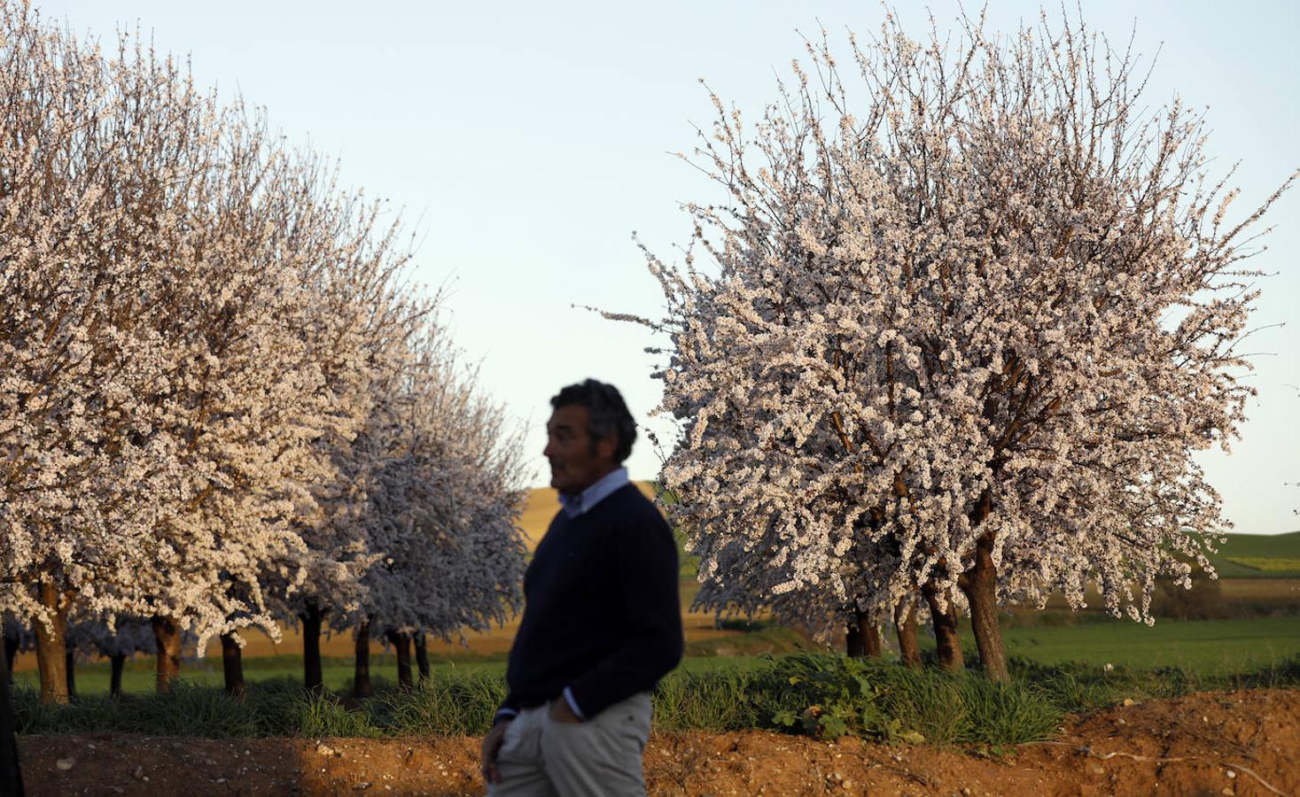 En imágenes, la magia de los almendros en flor de Córdoba