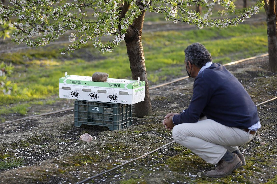 En imágenes, la magia de los almendros en flor de Córdoba