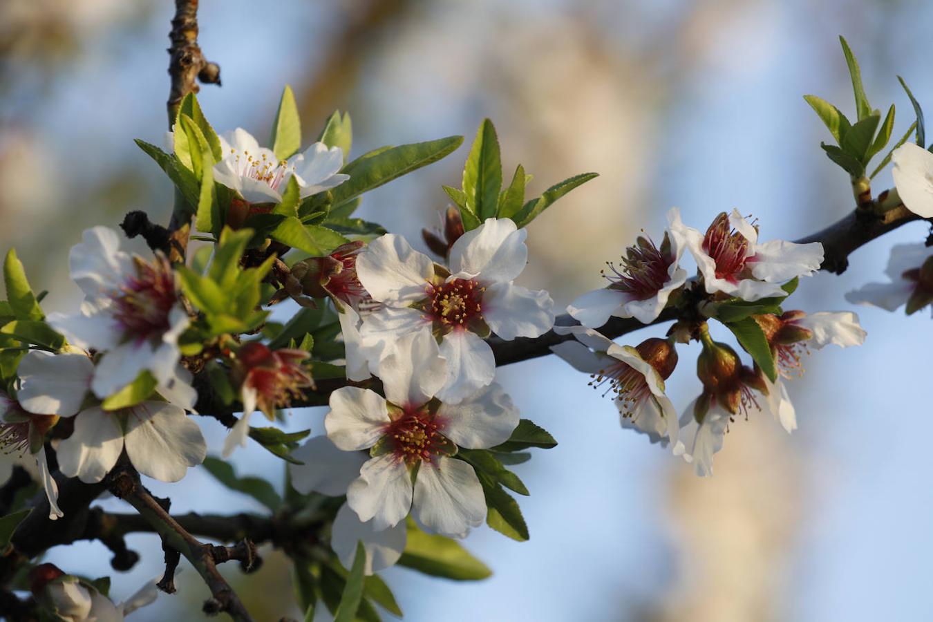 En imágenes, la magia de los almendros en flor de Córdoba