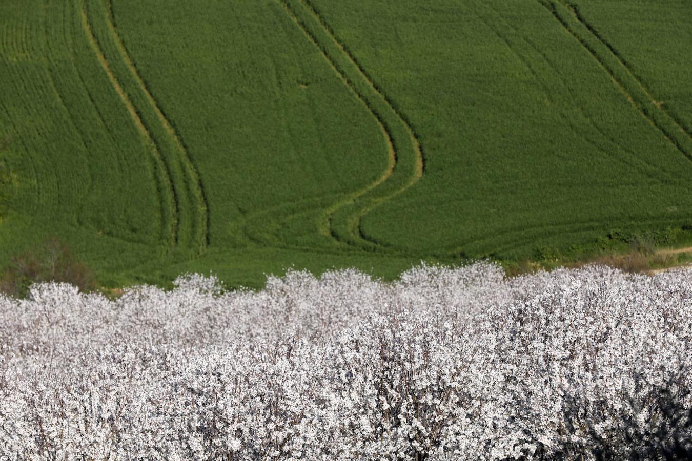 En imágenes, la magia de los almendros en flor de Córdoba