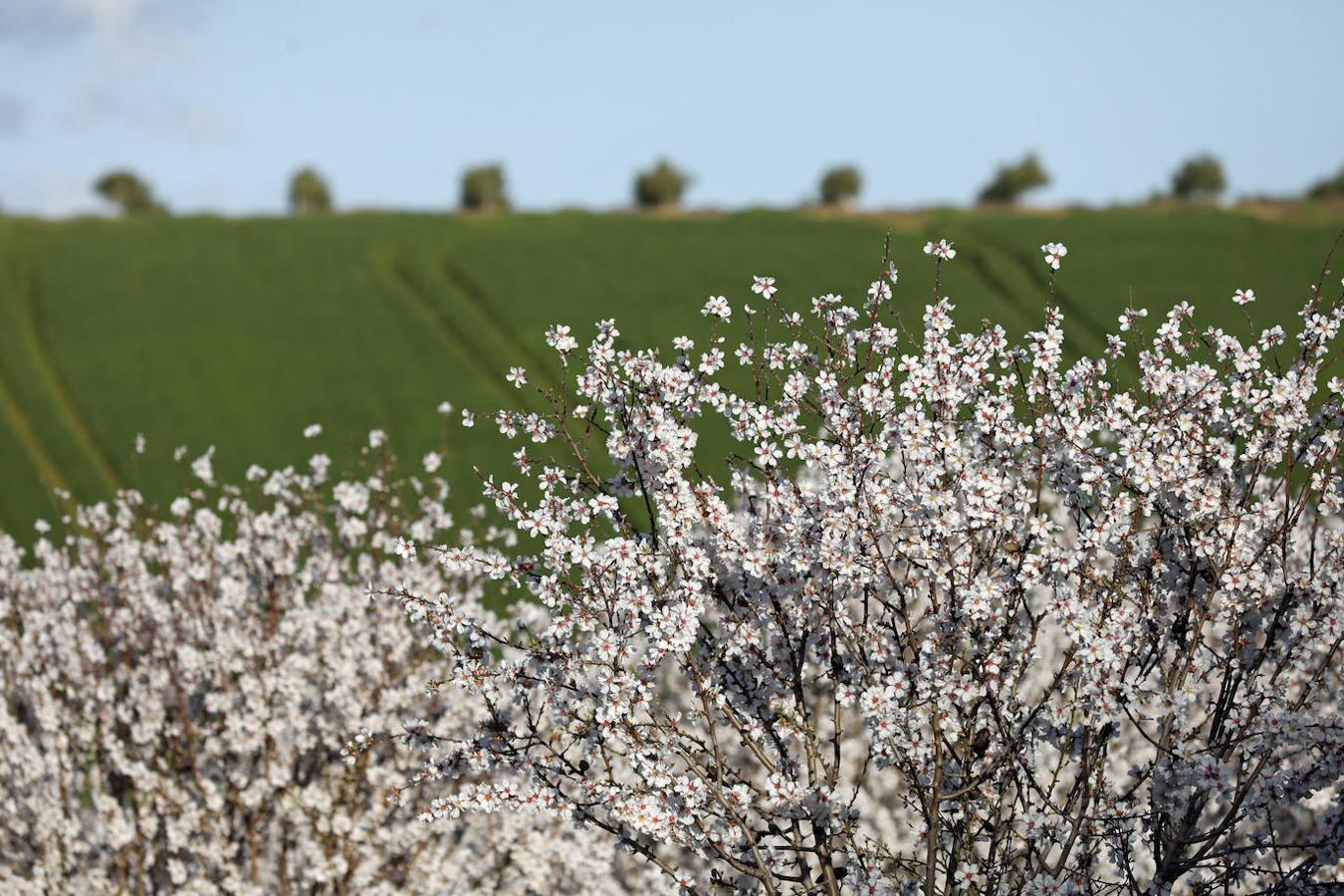 En imágenes, la magia de los almendros en flor de Córdoba