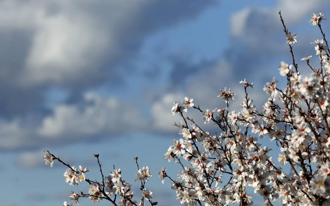 En imágenes, la magia de los almendros en flor de Córdoba