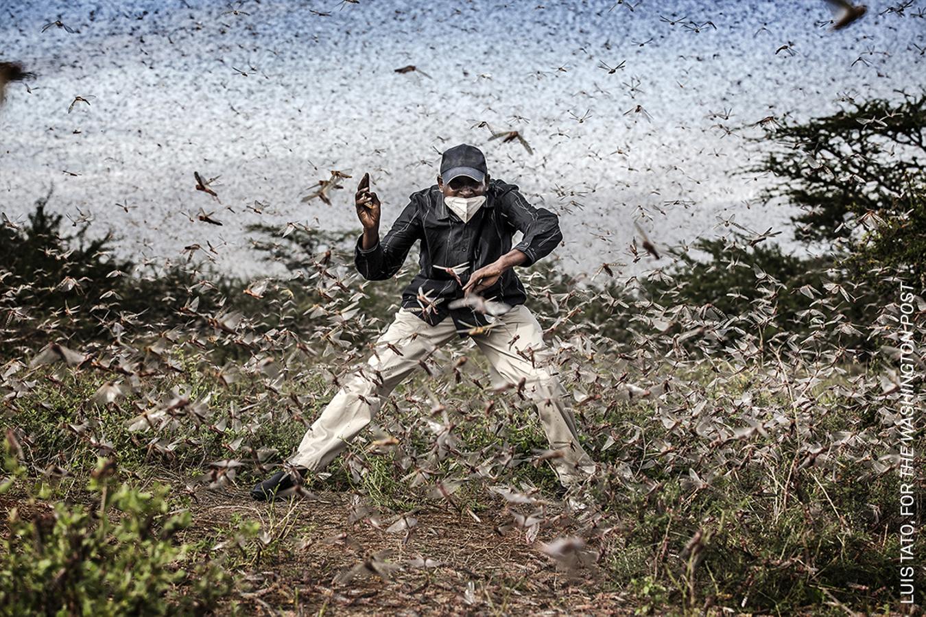 (Imagen nominada a 'Mejor fotografía del año') Henry Lenayasa, jefe del asentamiento de Archers Post, en el condado de Samburu, Kenia, intenta ahuyentar a un enjambre masivo de langostas que asola su zona de pastoreo. 