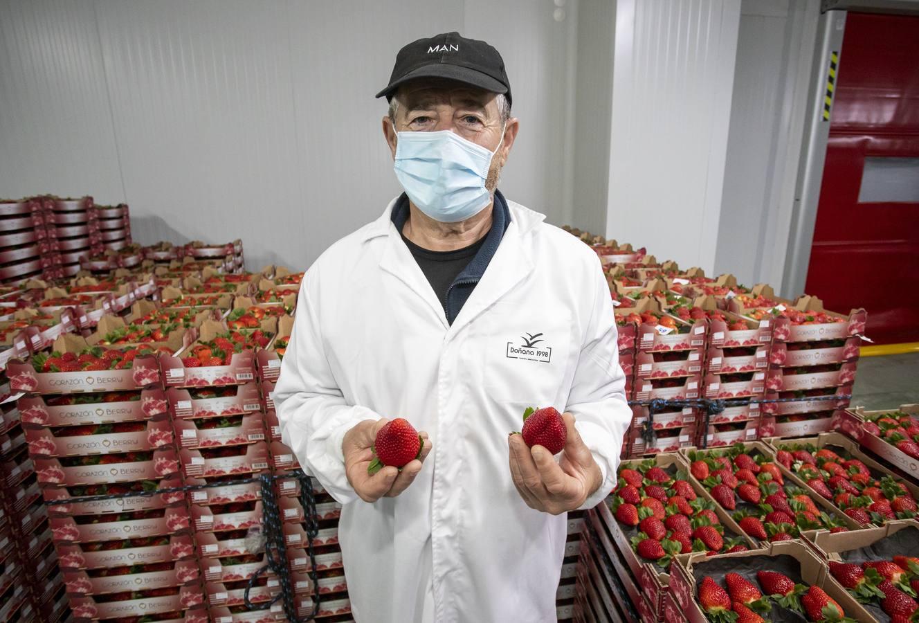 Campos de fresas: en busca de la fruta perfecta