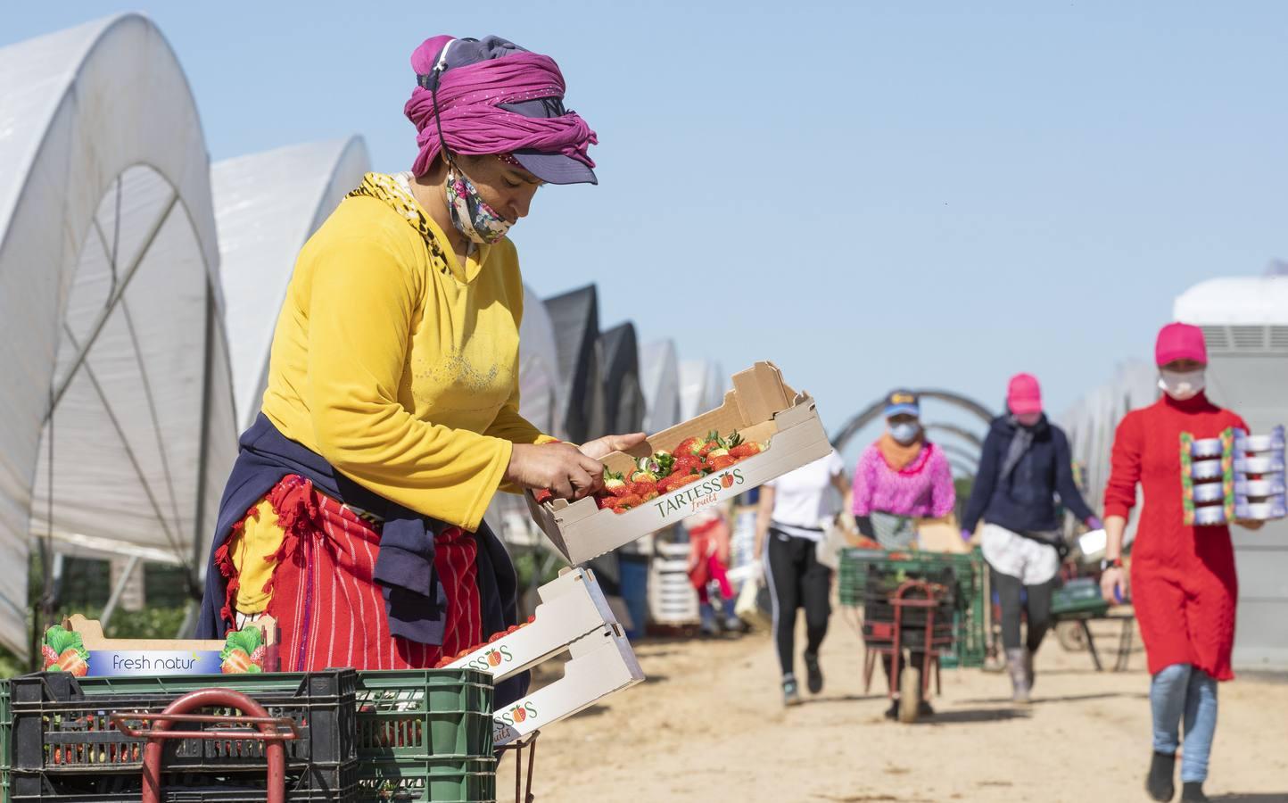 Campos de fresas: en busca de la fruta perfecta