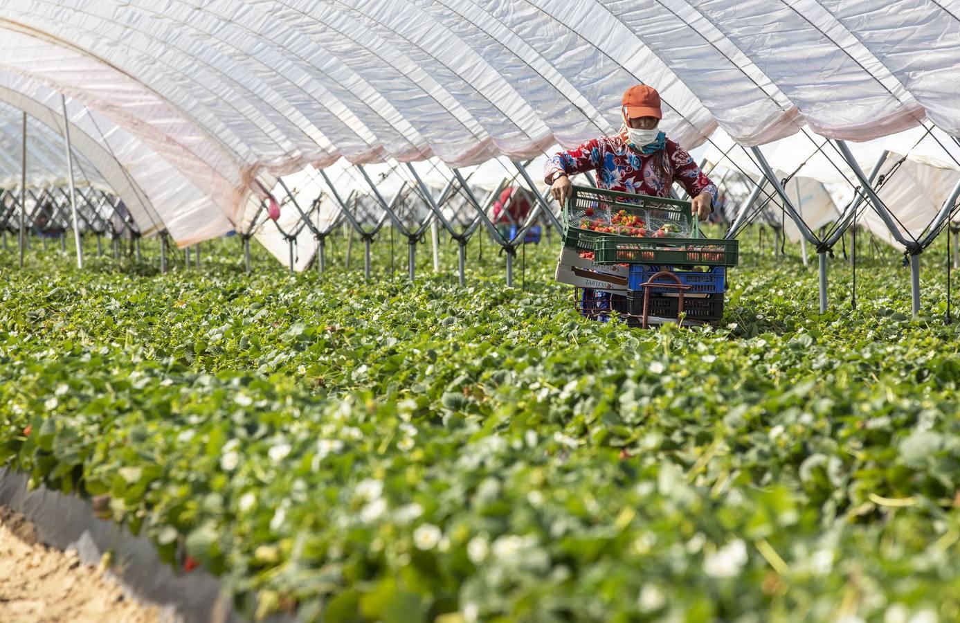 Campos de fresas: en busca de la fruta perfecta