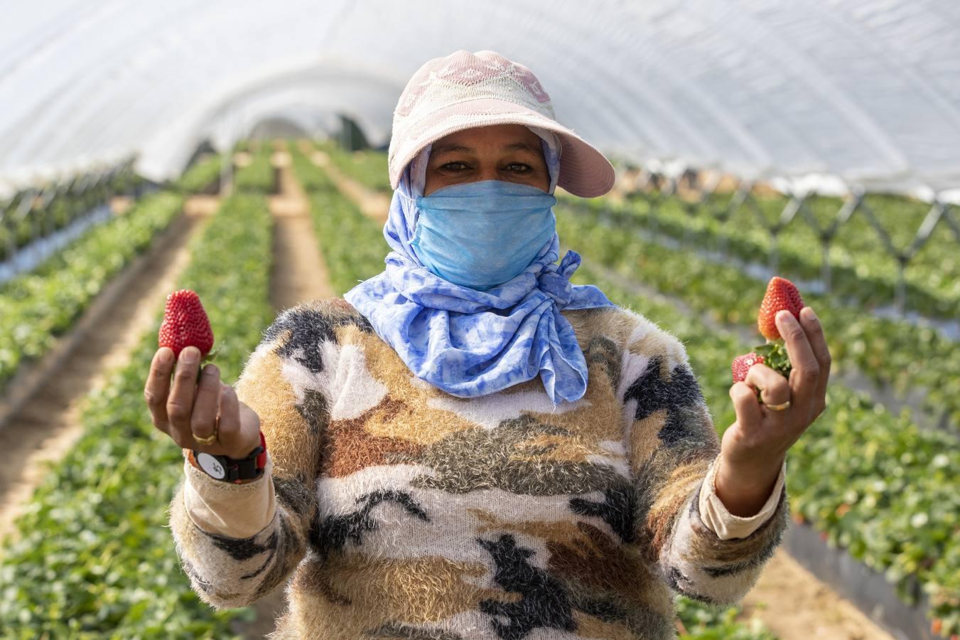 Campos de fresas: en busca de la fruta perfecta