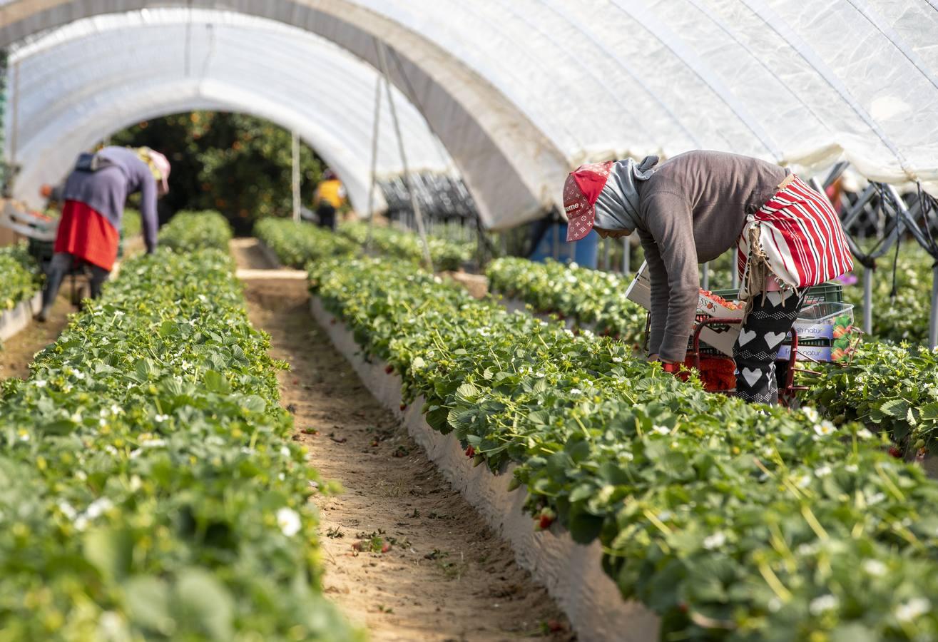 Campos de fresas: en busca de la fruta perfecta