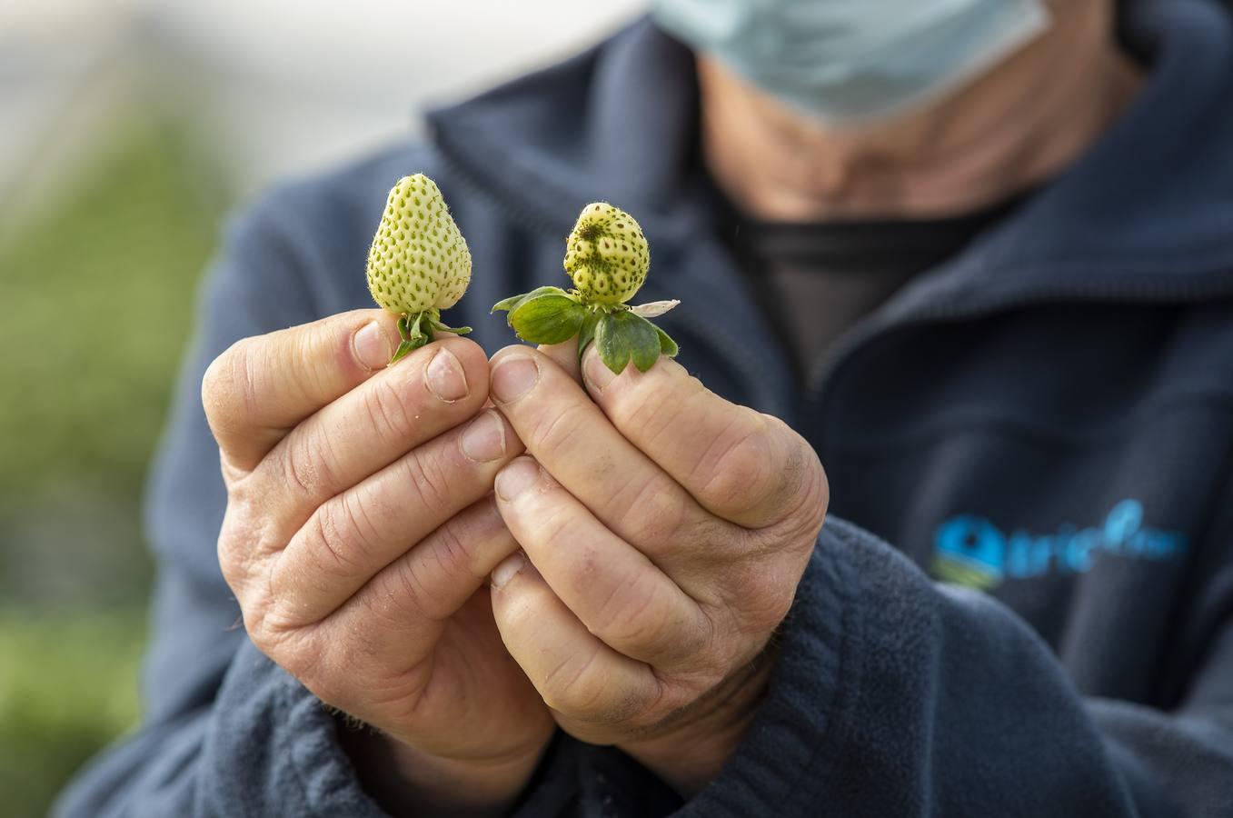 Campos de fresas: en busca de la fruta perfecta