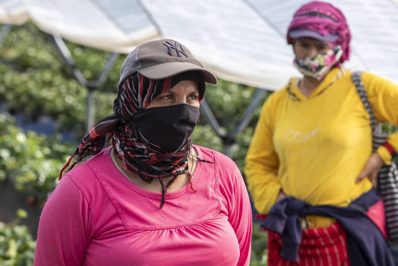 Campos de fresas: en busca de la fruta perfecta