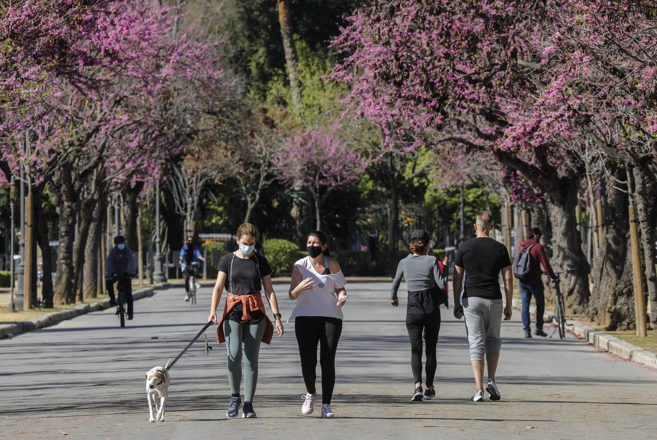 Sevillanos paseando por el parque de María Luisa