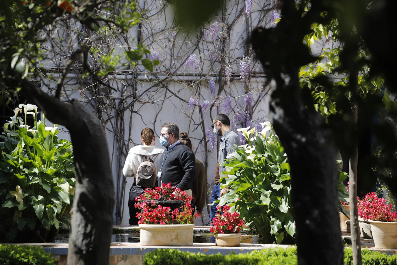 Las visitas gratuitas al Palacio de Viana, de Córdoba, en imágenes