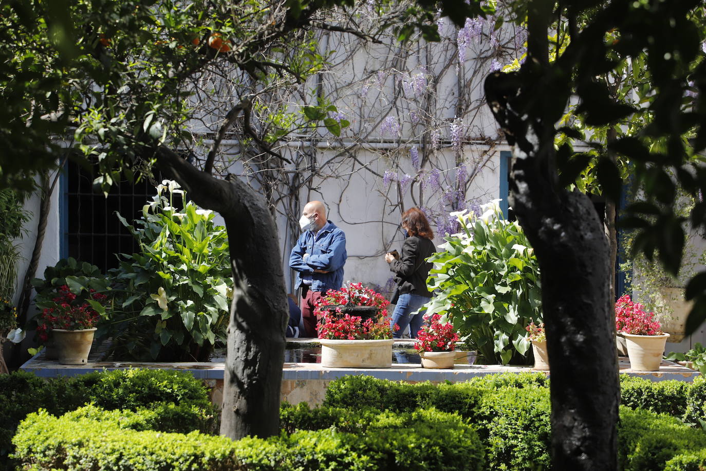 Las visitas gratuitas al Palacio de Viana, de Córdoba, en imágenes