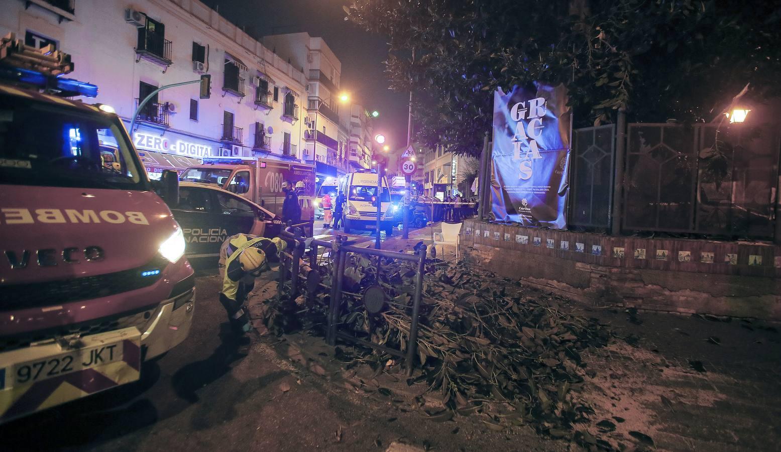 Tres mujeres hospitalizadas por la caída de una rama del ficus centenario de San Jacinto