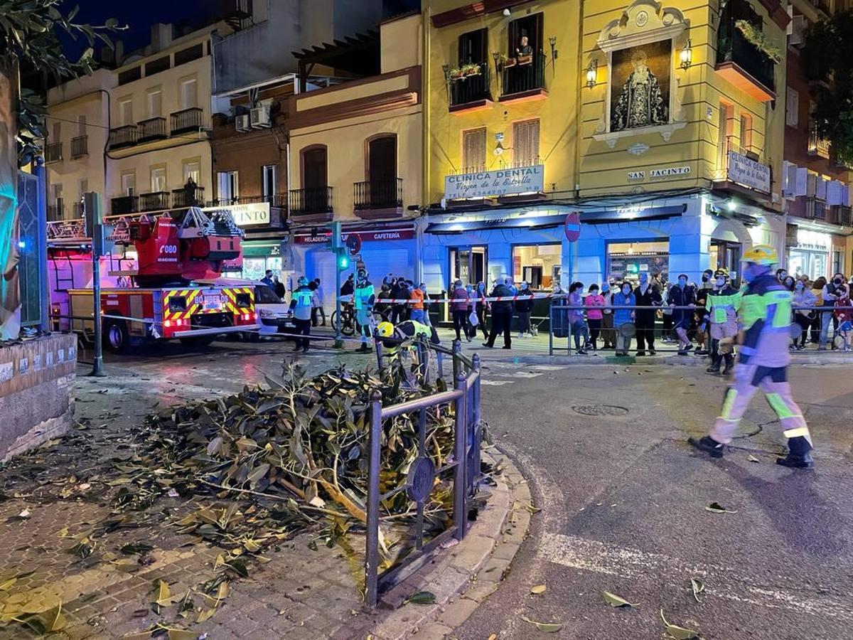 Tres mujeres hospitalizadas por la caída de una rama del ficus centenario de San Jacinto