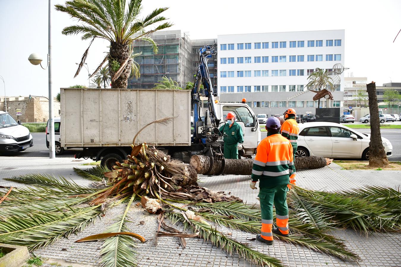 FOTOS: El temporal de Levante tira árboles y causa destrozos en Cádiz