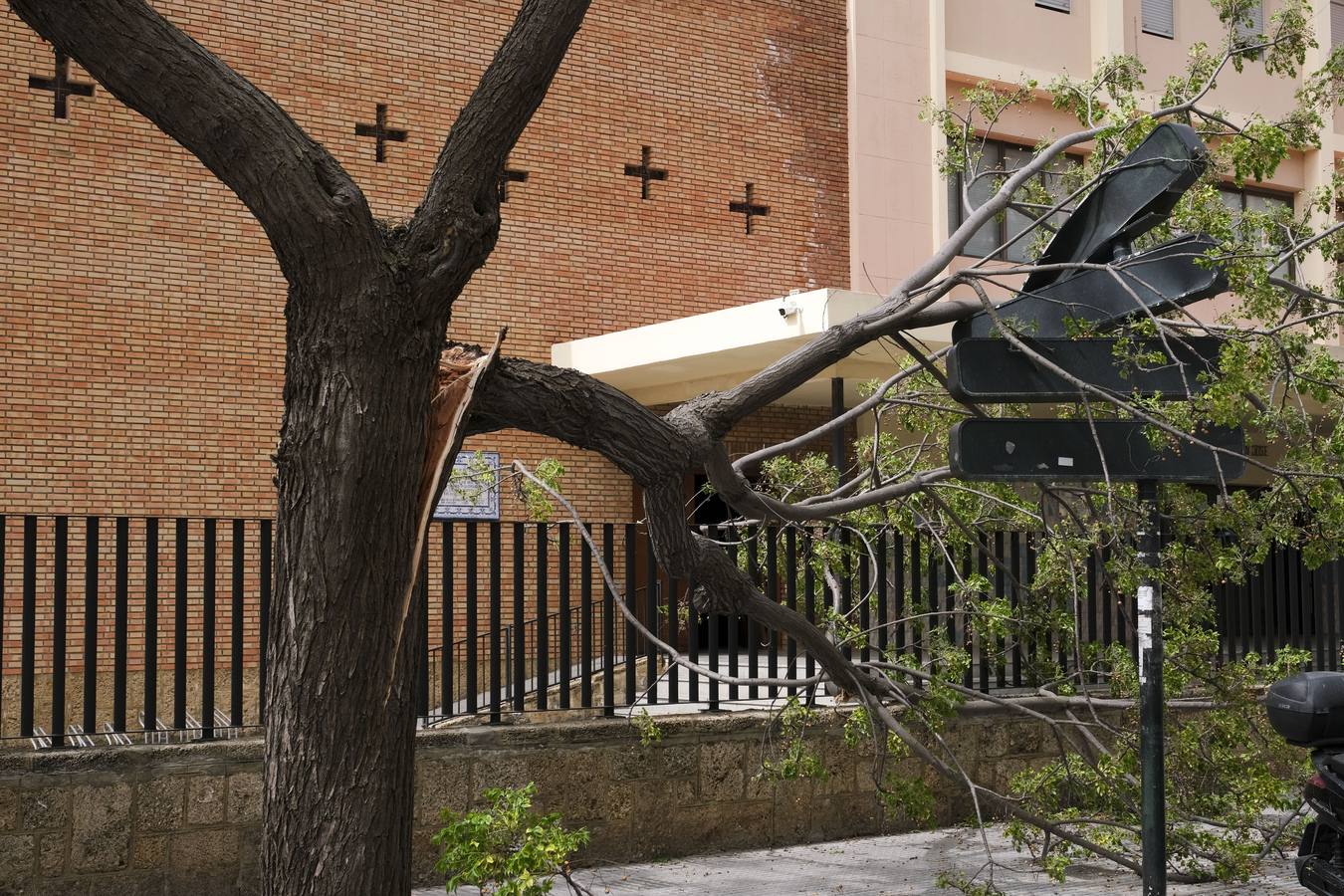 FOTOS: El temporal de Levante tira árboles y causa destrozos en Cádiz