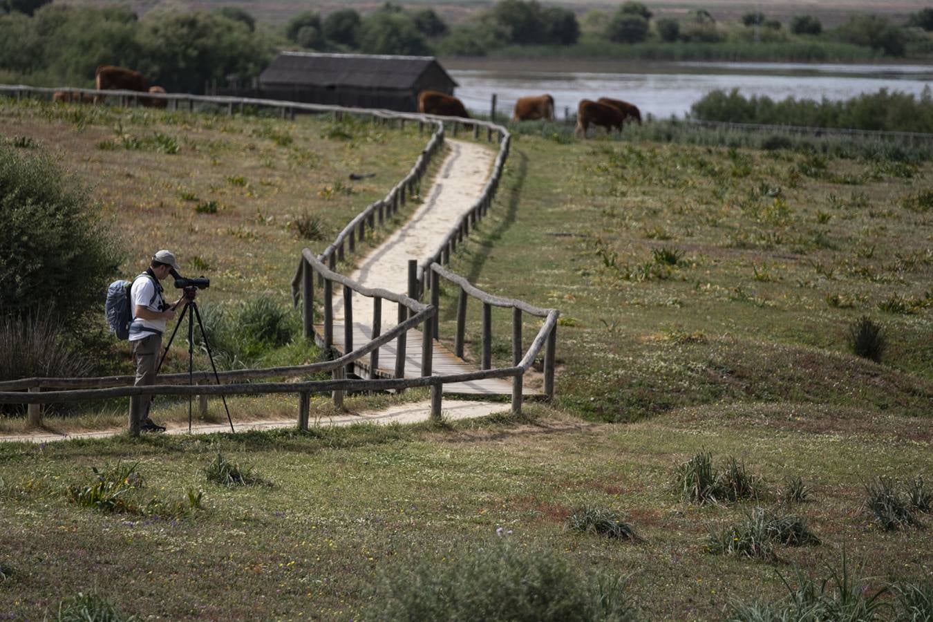 Las cigüeñas preparan sus nidos en Doñana