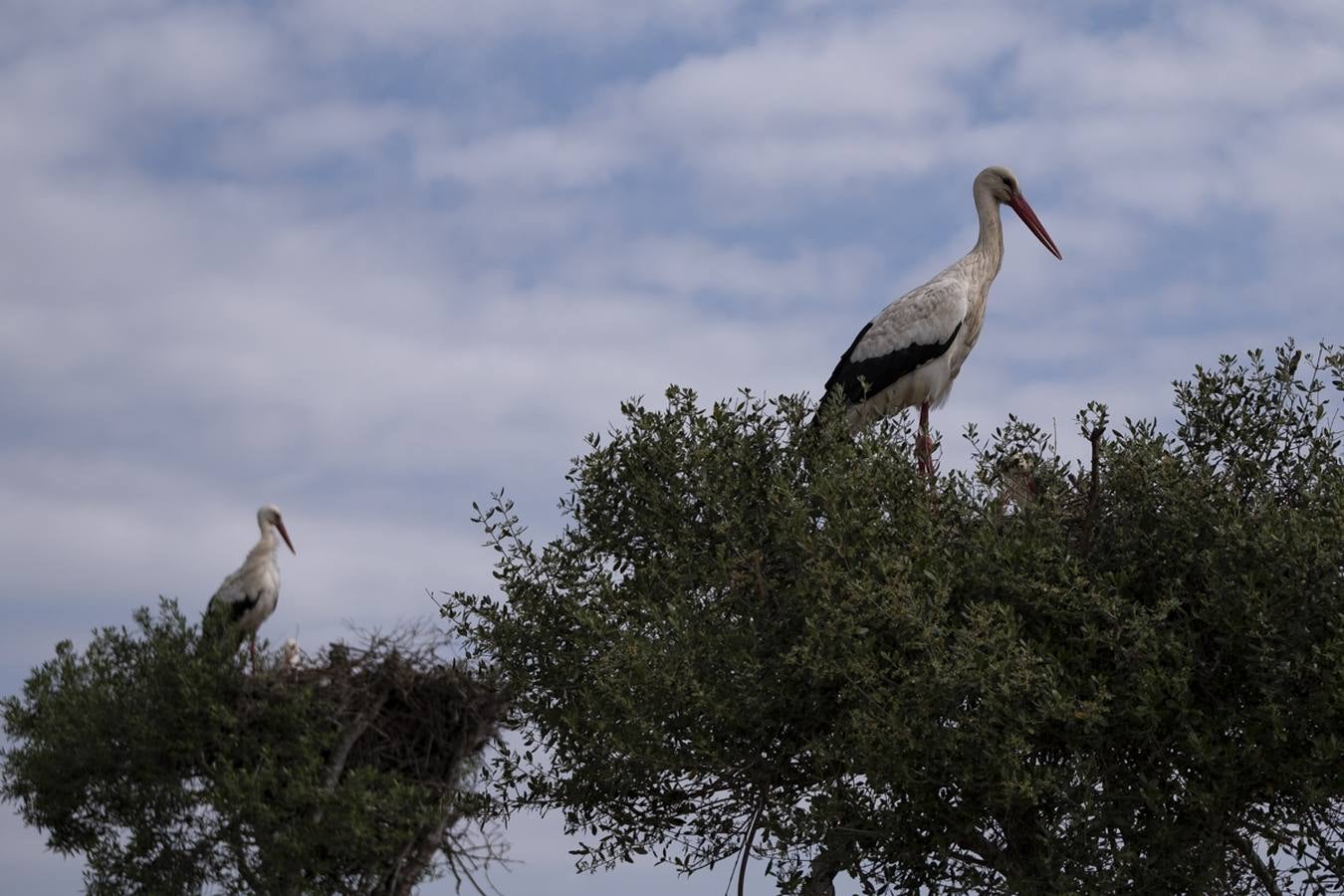 Las cigüeñas preparan sus nidos en Doñana