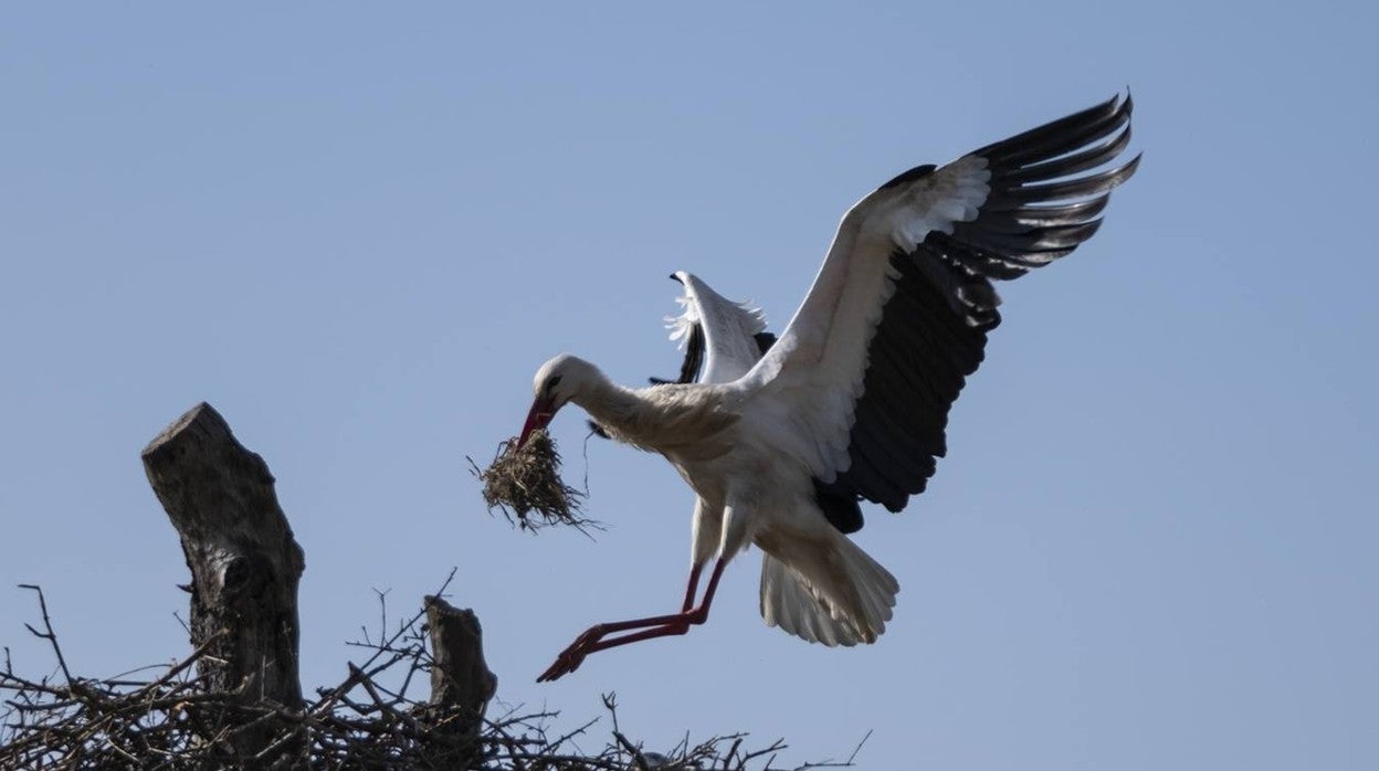 Las cigüeñas preparan sus nidos en Doñana