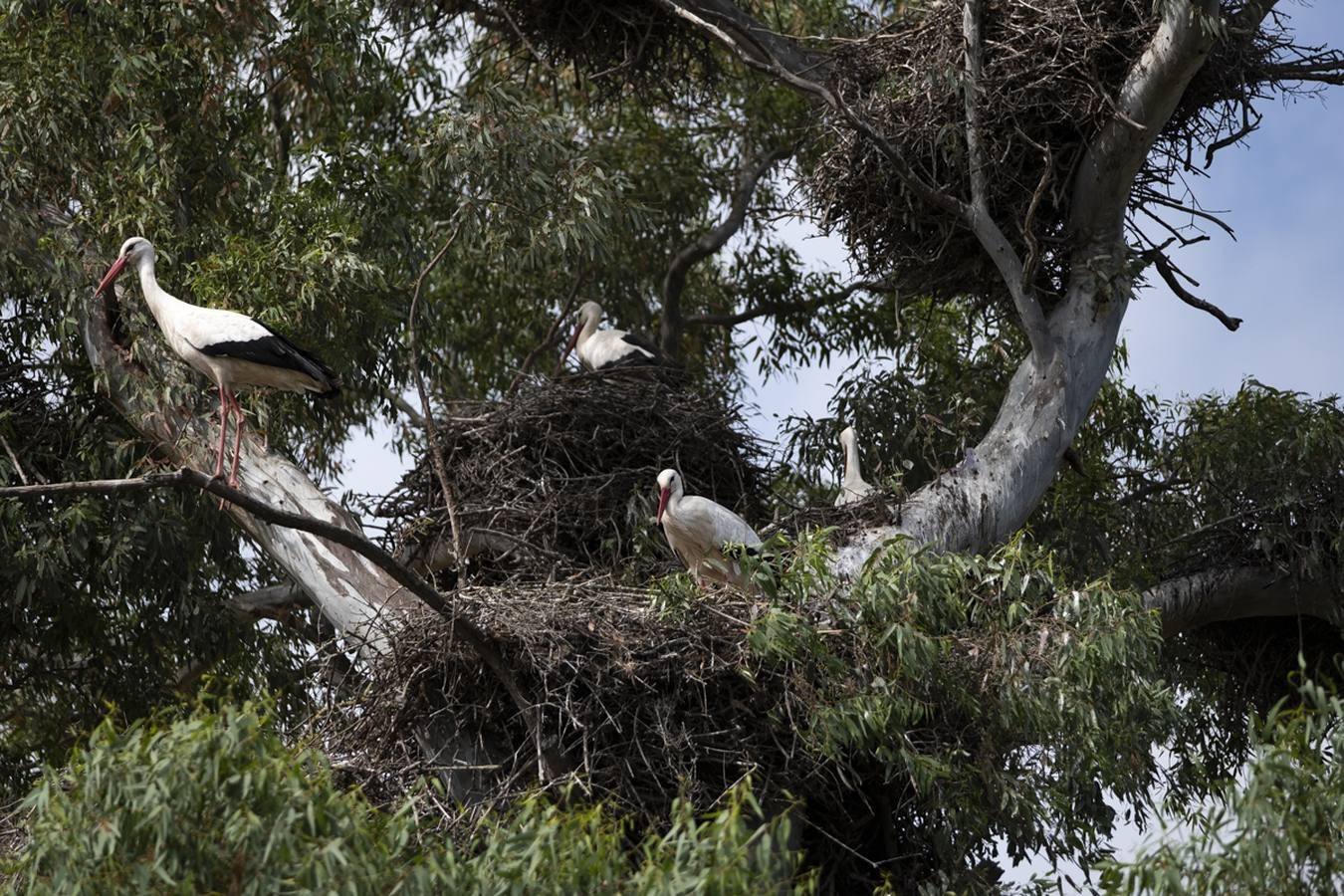 Las cigüeñas preparan sus nidos en Doñana