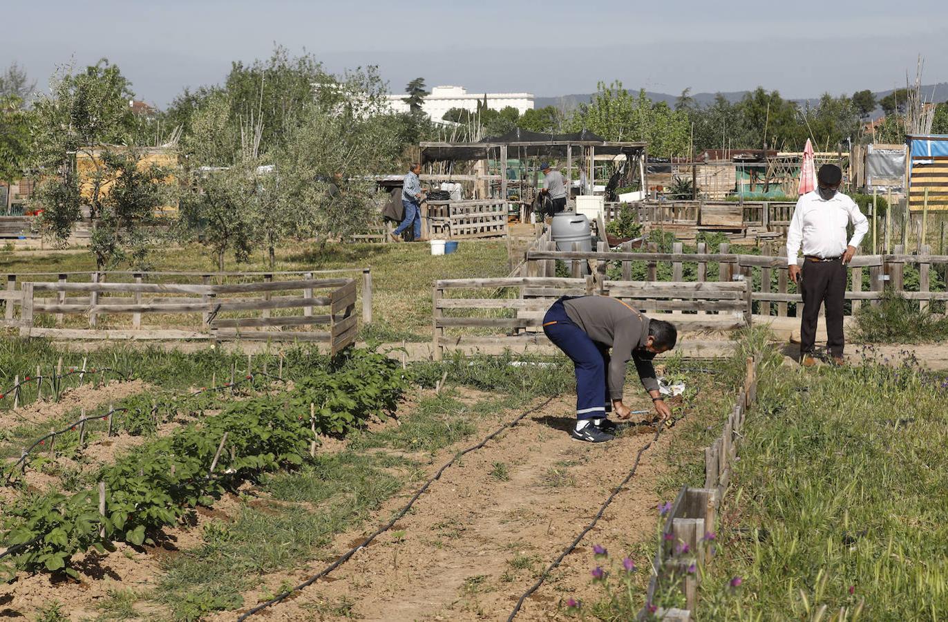 Los huertos urbanos de Córdoba, en imágenes