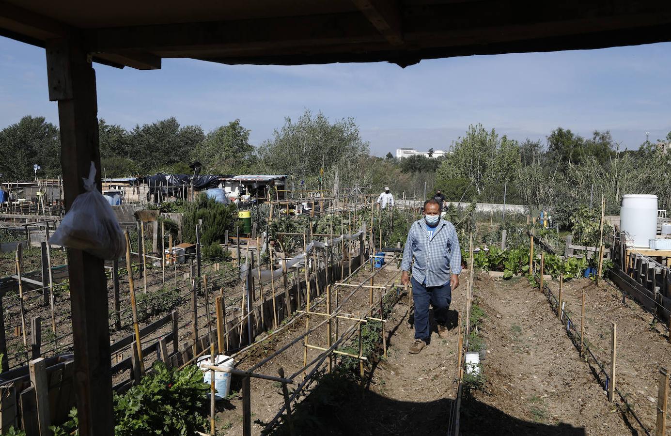 Los huertos urbanos de Córdoba, en imágenes