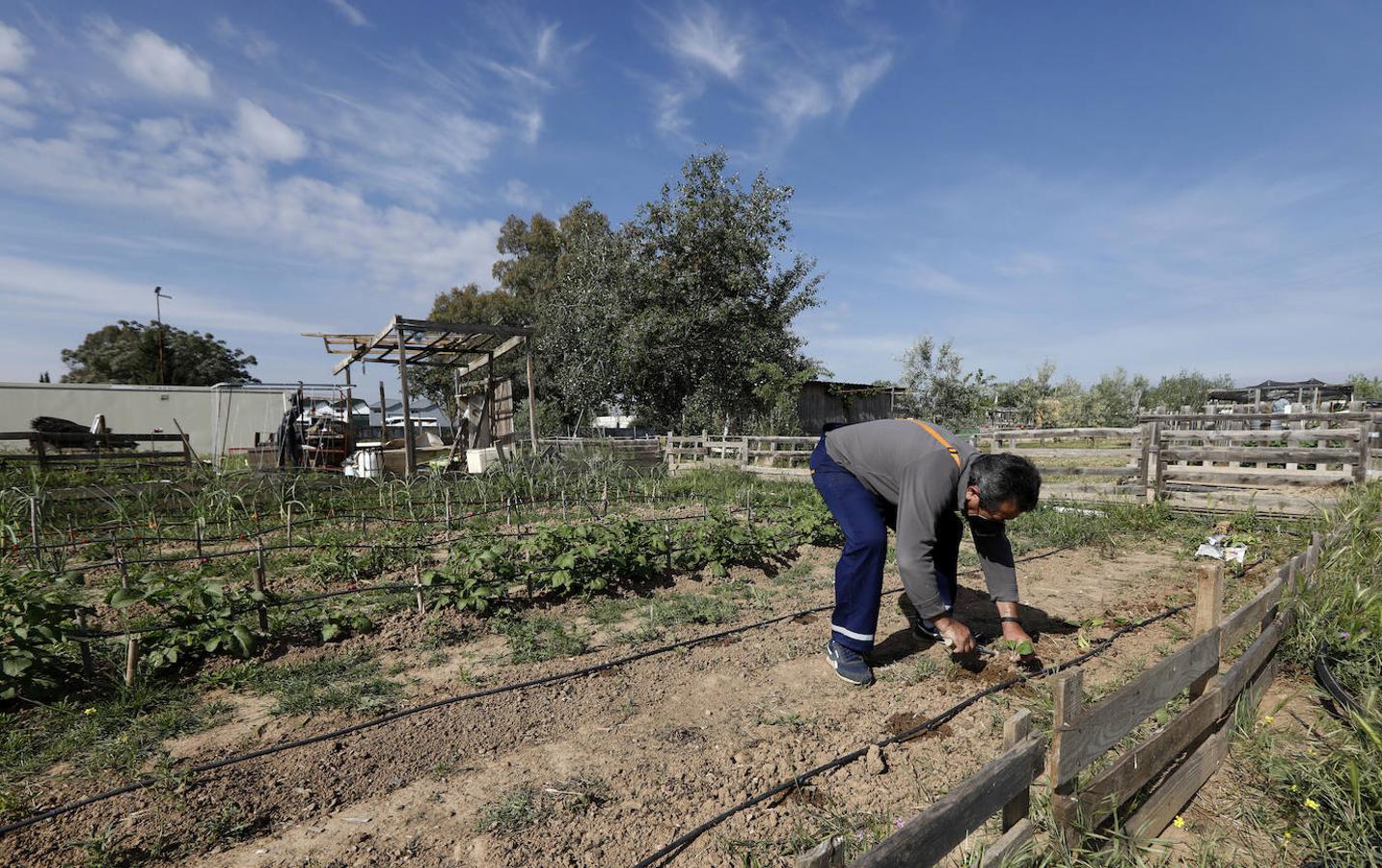 Los huertos urbanos de Córdoba, en imágenes