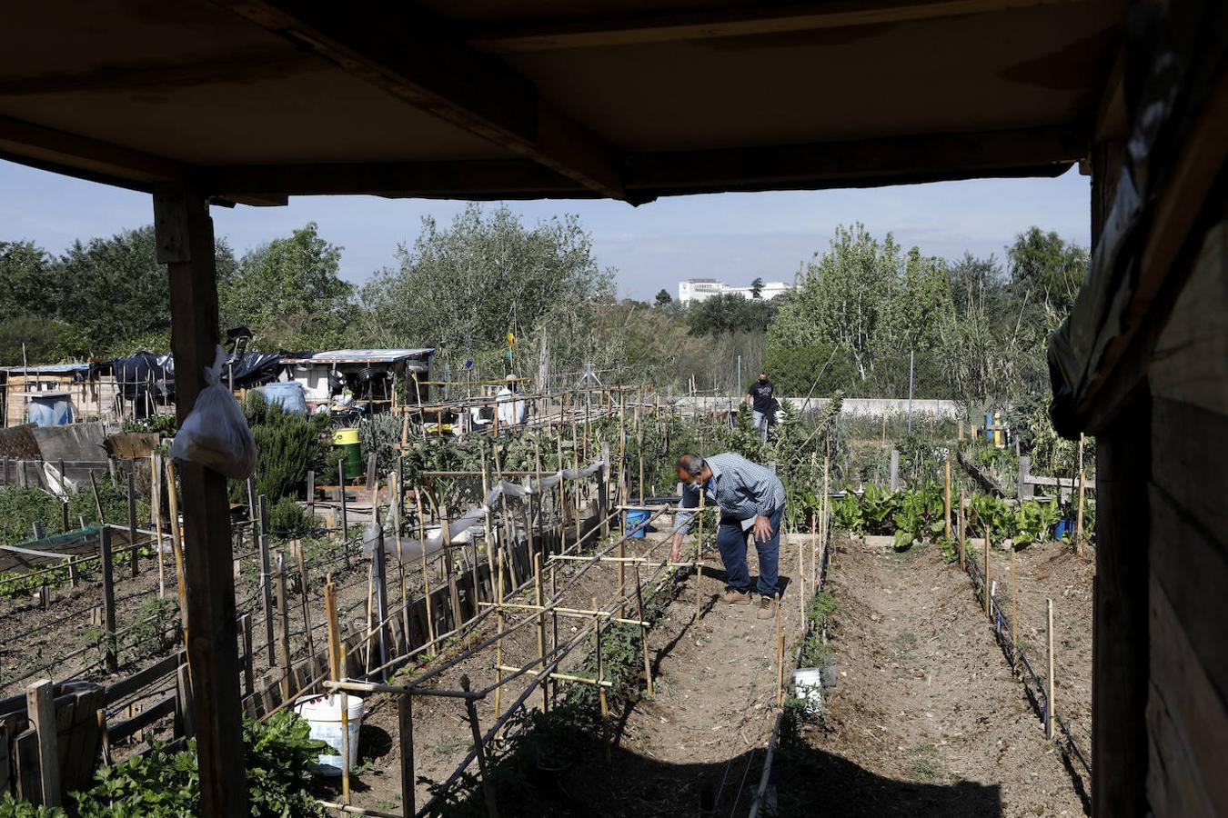 Los huertos urbanos de Córdoba, en imágenes