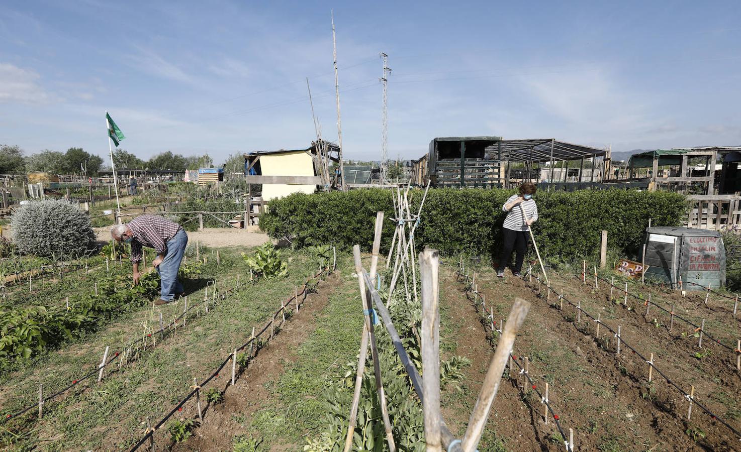 Los huertos urbanos de Córdoba, en imágenes