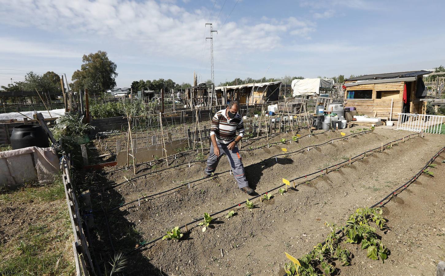 Los huertos urbanos de Córdoba, en imágenes