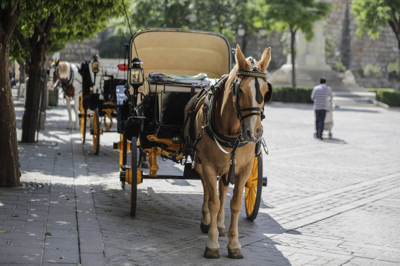 Los coches de caballos de Sevilla lanzan un SOS