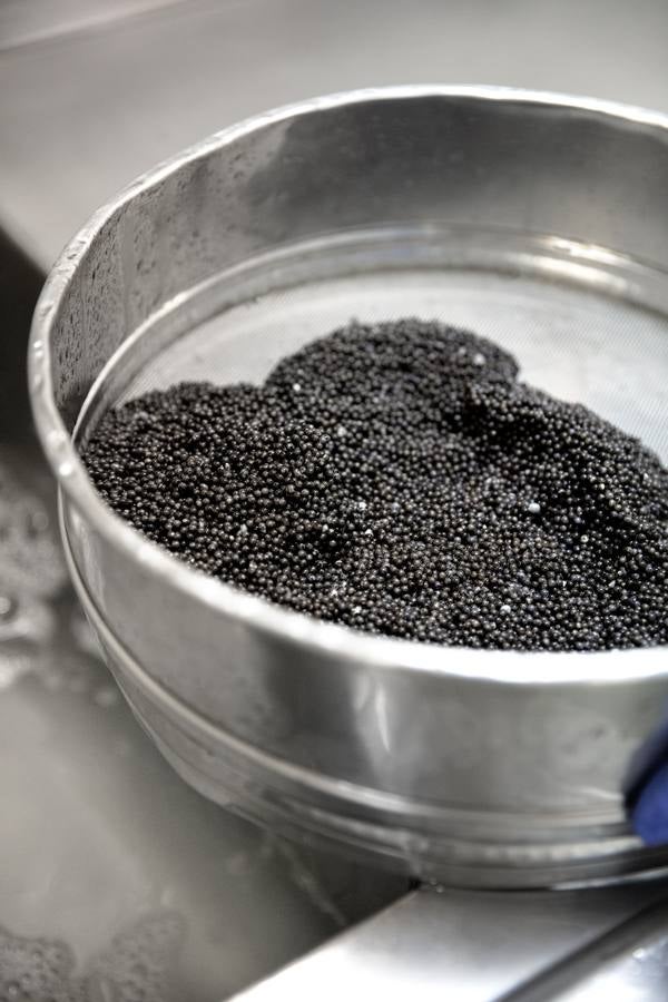 Distintas fases del proceso de elaboración del caviar de Río Frío