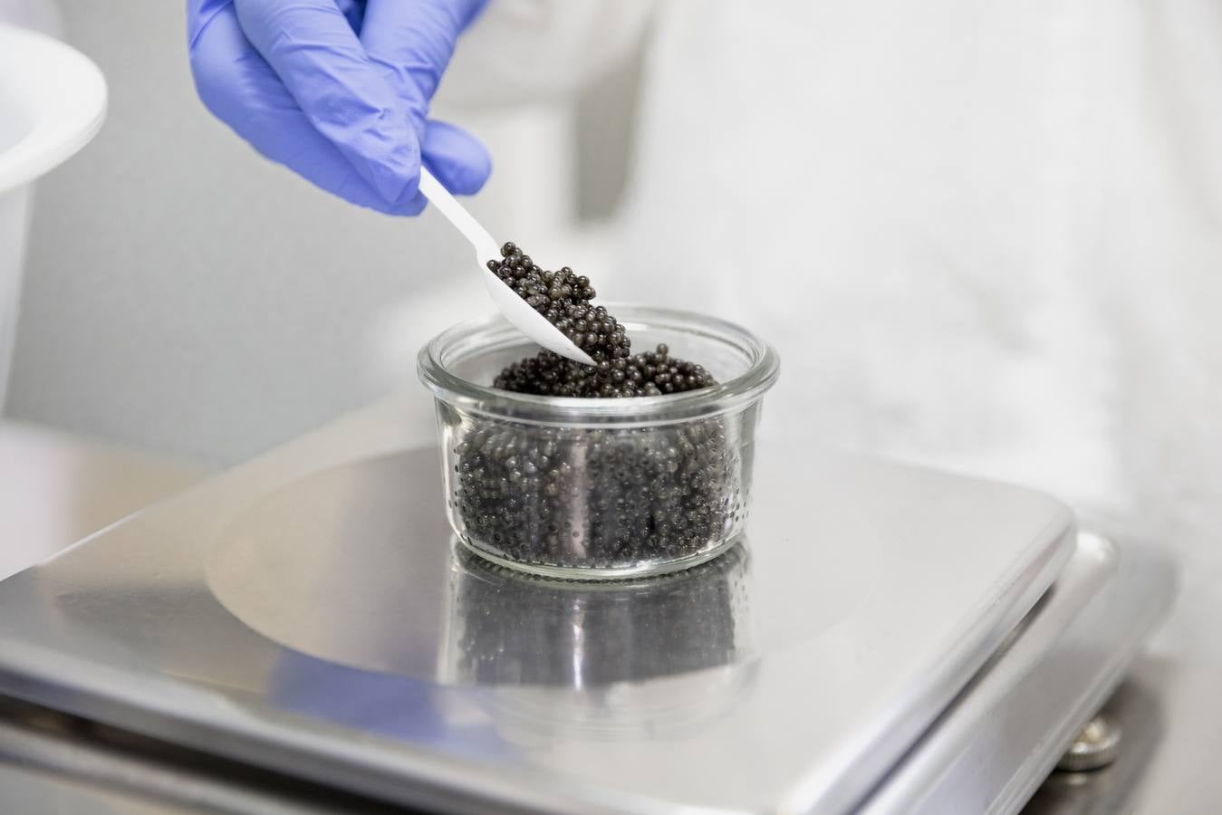 Distintas fases del proceso de elaboración del caviar de Río Frío